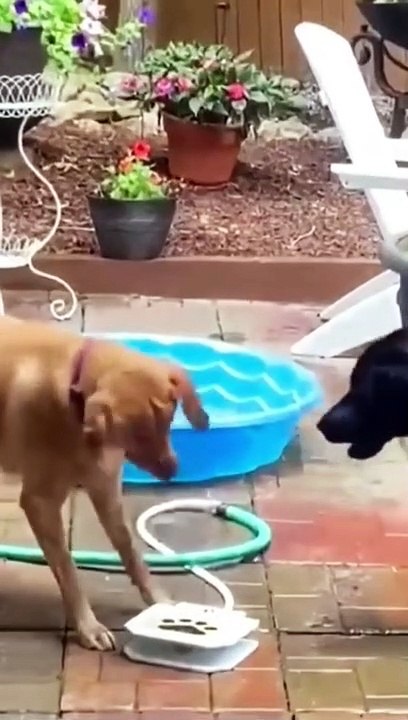 amazing and Funny videos animals,➡️➡️☘️❤️❤️➡️➡️#shorts #animals #funny #cat #dog