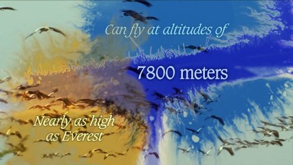 Secrets of Wild India - Desert Lions