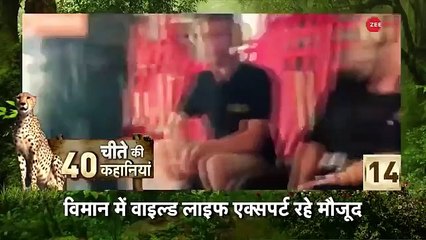 Cheetah Is Back In India _ चीतों की 1 महीने तक पार्क में होगी मॉनिटरिंग_ PM Modi _ Cheetah _ Hindi