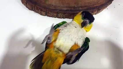 Bird Gets Some Exercise