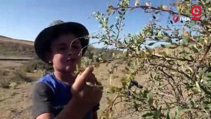 Şifa için dikenli çalıların arasından bin bir zorlukla topluyorlar