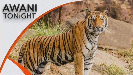 AWANI Tonight: Saving our Malayan tigers from extinction