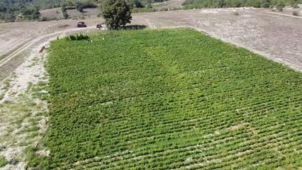 Coğrafi işaretli Çukurören biberinde 650 ton rekolte bekleniyor