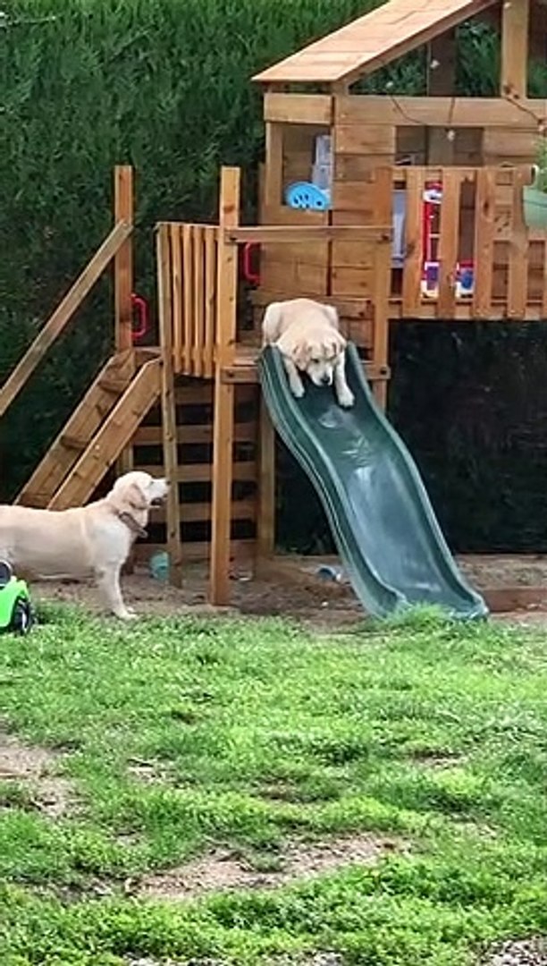 Golden Retrievers Apprehensive About Slide