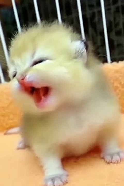 Meow meow