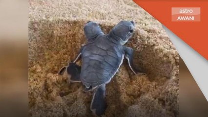 Projek Konservasi | Anak penyu berkepala dua lahir dalam projek konservasi