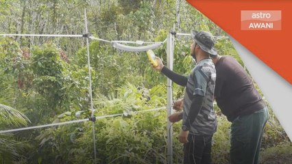 Serangan Gajah | Terengganu catat 96 kes serangan antara Januari-Julai 2022