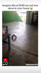 3 am horror story of a mouse | mrbadmemer| #shorts #dailymotion #trend #horor