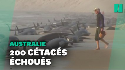 Plus de 200 cétacés échoués sur une plage en Australie