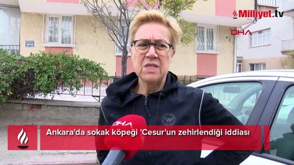 Ankara'da korkunç olay! Sokak köpeği 'Cesur'un zehirlediler