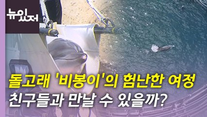 [뉴있저] 남방큰돌고래 '비봉이'의 험난한 여정... 무사히 친구들과 만날 수 있을까? / YTN