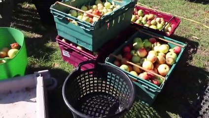 Wicor Primary School food festival