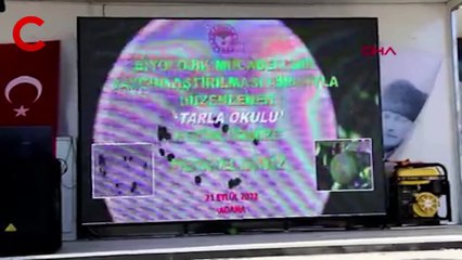 Avcı böcekler turunçgili koruyacak