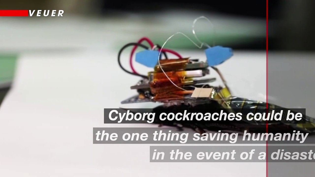 How Cyborg Cockroaches Could Help Save Human Lives