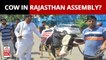 BJP MLA Suresh Singh Rawat Brings Cow To Rajasthan Assembly But It Runs Away