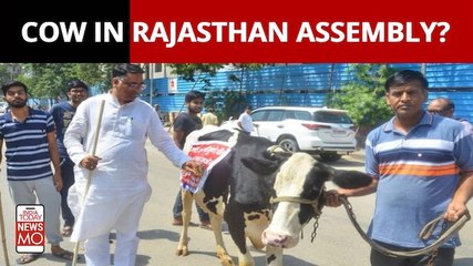 BJP MLA Suresh Singh Rawat Brings Cow To Rajasthan Assembly But It Runs Away