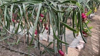 İş yerini kapatıp kurduğu serada ejder meyvesi yetiştiriyor