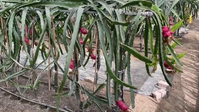 İş yerini kapatıp kurduğu serada ejder meyvesi yetiştiriyor
