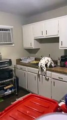 Snoopy Dalmatian Stands in Kitchen Sink