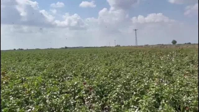 Şanlıurfa gündem haberleri... Çukurova ve Şanlıurfa'da Pamuk Hasadı Başladı, Ancak Fiyat Hala Açıklanmadı.