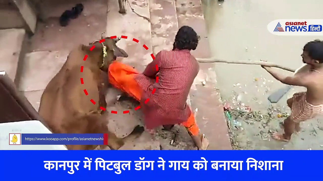 पिटबुल ने गाय का जबड़ा चबा लिया, 5 मिनट तक दबोचा... तड़पती गाय का दिल दहला देने वाला Video