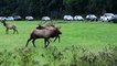 Elk Spar During a Rut