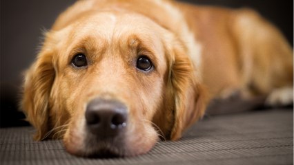 A dog who nearly died after it was tied to a car and dragged along the road finds a forever home