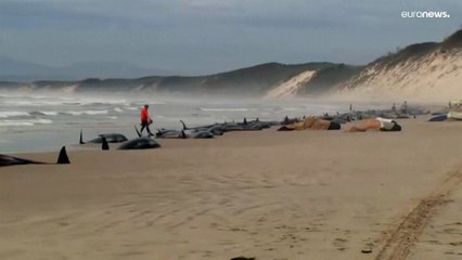La mort de 200 cétacés, échoués sur une plage en Australie