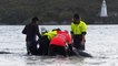 Rescuers save stranded whales