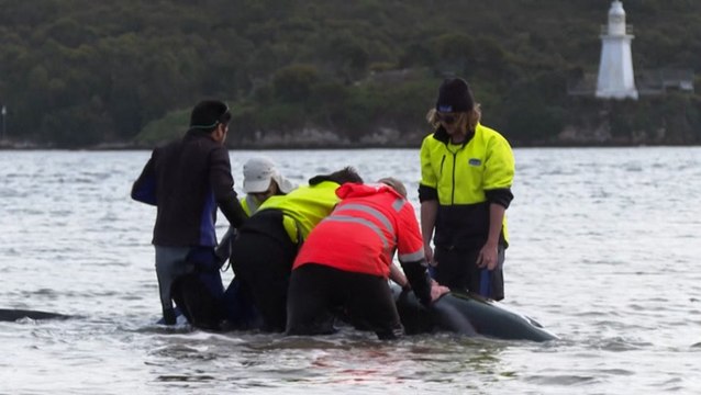Rescuers save stranded whales