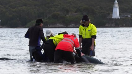 Rescuers save stranded whales