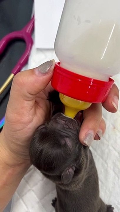 One of the pups saved from Sheffield woods - who is now called Otter - is being hand reared by RSPCA staff