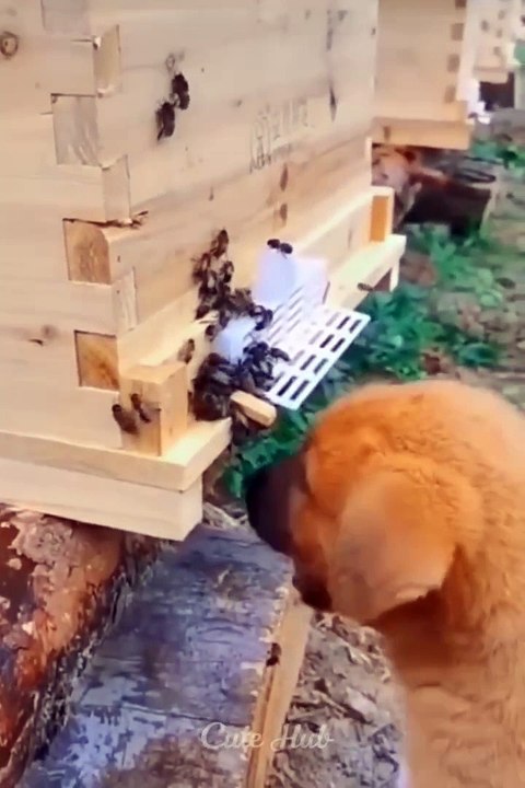 VIDEO ANJING DAN KUCING ##PART-20