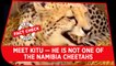 Fact Check Video: Meet Kitu — He is NOT one of the Namibia cheetahs