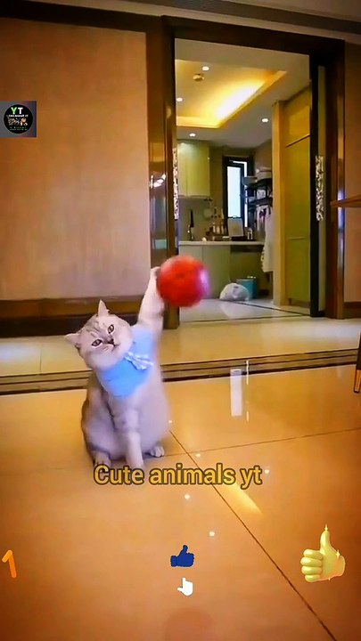 Cute Pie Legendary Cat Videos - Intelligence Cat Animals | Cute Animals Yt