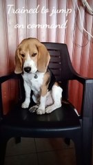 Training-your-beagle