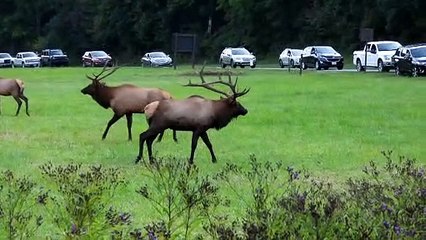 Elk Spar During a Rut