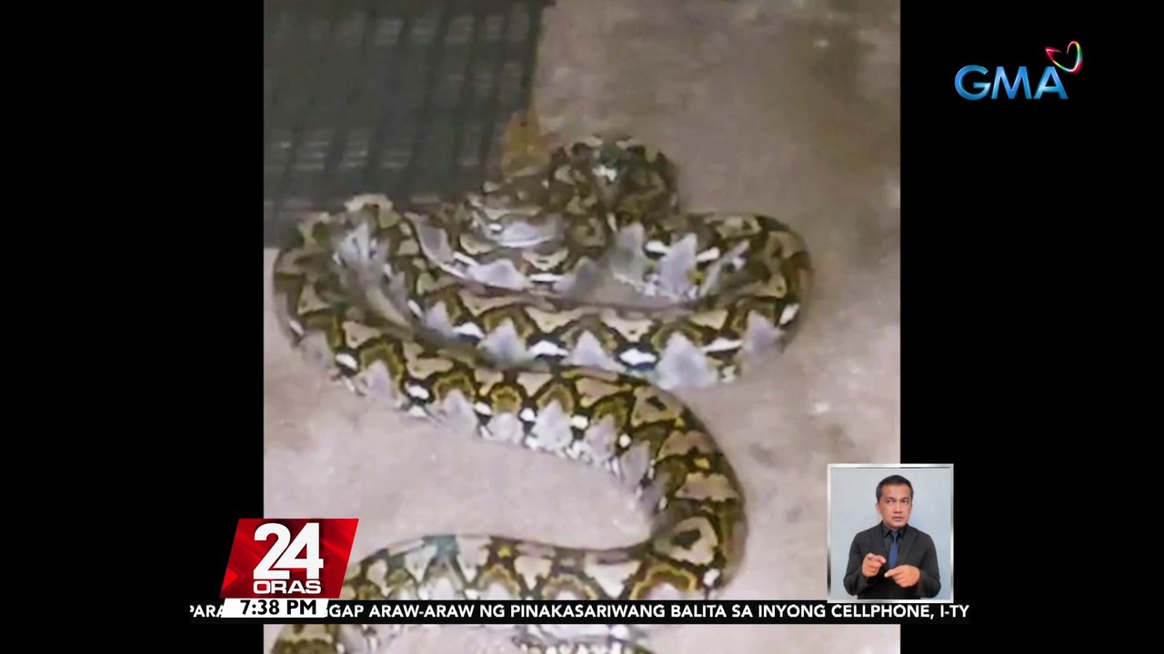 #KuyaKimAnoNa?: May espesyal na skull bones, ligaments at muscles ang mga ahas kaya nalulunok nila nang buo ang malalaking prey; mas gusto nila ang madilim na lugar dahil mas maraming moisture | 24 Oras