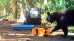 Mama Bear and Cub Find New Toy