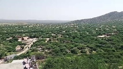 BARMER#शुक्रिया मानसून: रेगिस्तान को ओढ़ा दी धानी चुनर