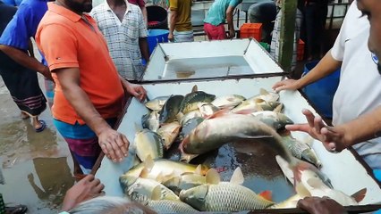 Viral Fish Video | Amazing Fish Video | Best Fish Video | Good Fish Video | Nice Fish Video