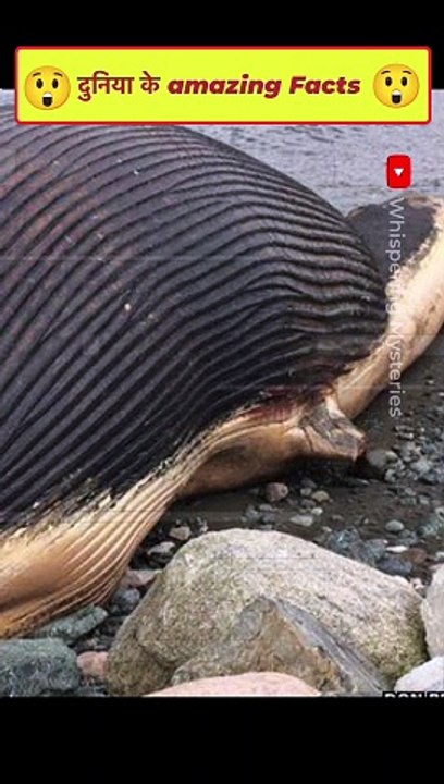 Top मज़ेदार Facts जो आपने कभी नहीं सुने होंगे Guaranteed