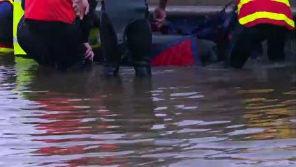 Alrededor de 200 ballenas piloto mueren en una playa australiana