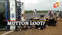 Goats Go Missing After Truck Overturns In Bhadrak, Odisha