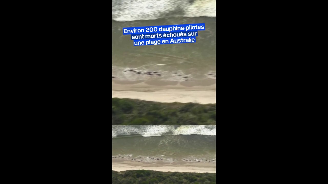 Environ 200 cétacés sont morts échoués sur une plage en Australie