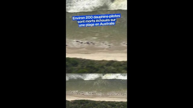 Environ 200 cétacés sont morts échoués sur une plage en Australie