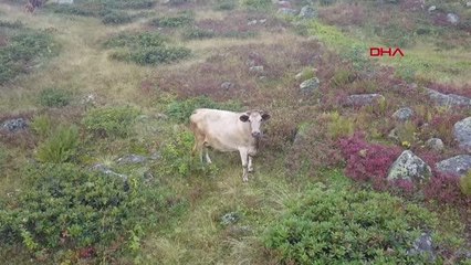 SİSTE KAYBOLAN HAYVANLARINI, DRONE İLE BULDU