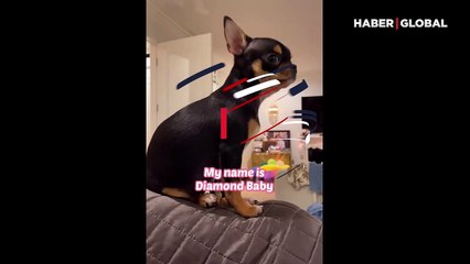 Paris Hilton, kayıp köpeğini bulması için medyum tuttu; bulana büyük ödül var!