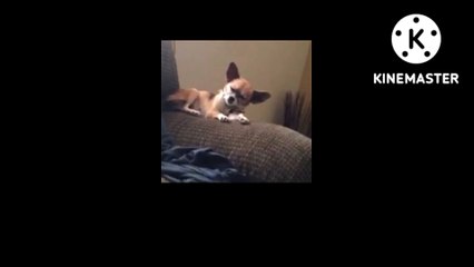 Funniest Animals  || funniest dog moment 