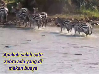 Zebra di terkam Buaya